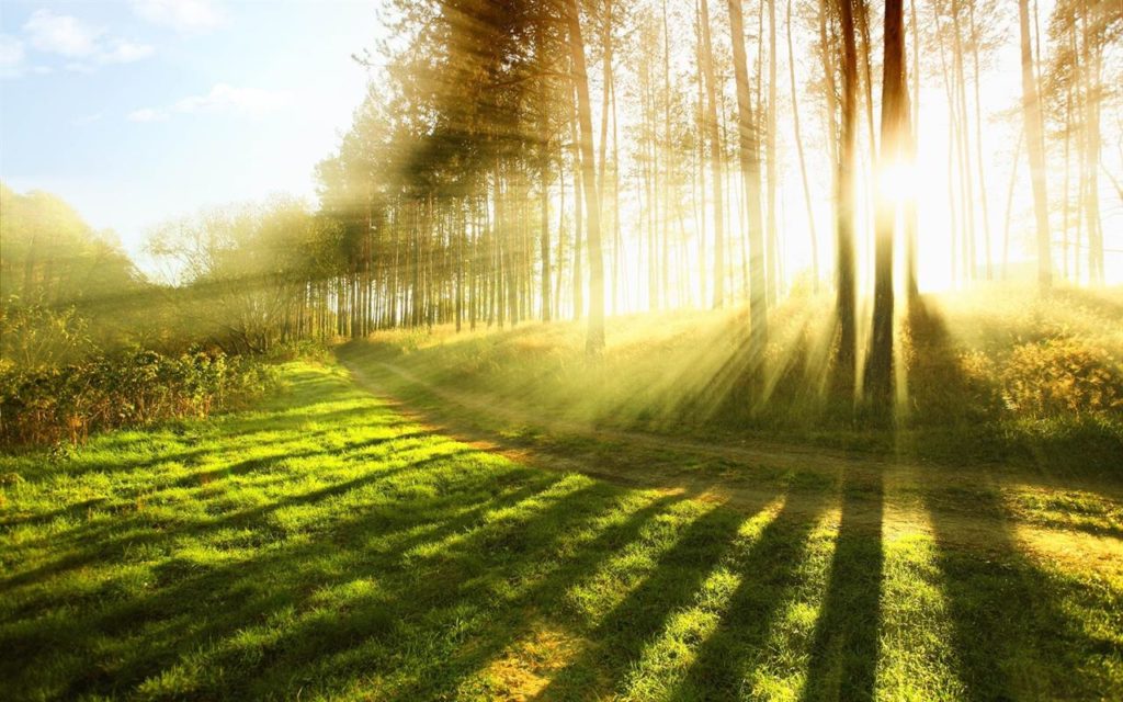 Sunlight Shining Through The Trees Onto Green Grass